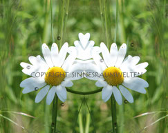 Spiegelbild, Energiebild, Blume, Margerite,
