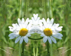 Spiegelbild, Energiebild, Blume, Margerite, 