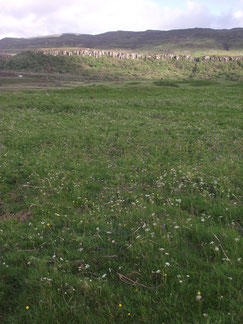 Pig Nuts, flowers, Isle of Mull, Scotland