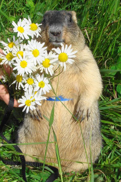 "АиФ.Европа": И мой...??? со мною.Фото www.marmota.ru