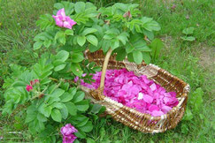 Récolte de fleurs de sureaux à la ferme de la Clé des Champs