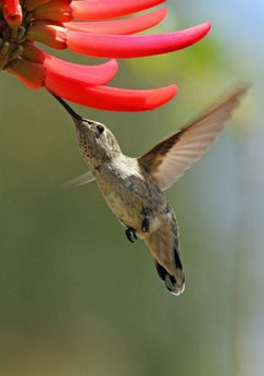 "Humming Bird drinking nectar" by Michael Elliott