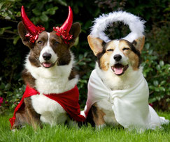 Photo portrait de deux chiens, l'un déguisé en ange, l'autre en démon avec un serre-tête à cornes rouges.