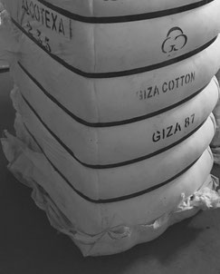 giza cotton