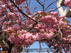 塩釜高校校庭の天然記念物「塩釜桜」