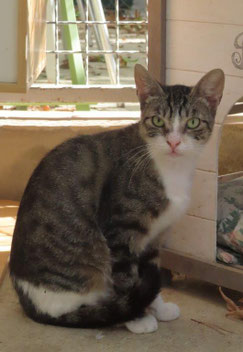 MANOLO
