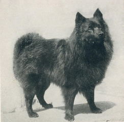 Black Giant Spitz Grosspitz 