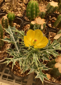 アザミゲシ(Mexican Poppy・Argemone mexicana(アルゲモネ・メキシカーナ)