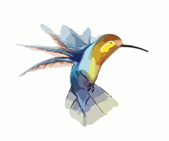 Kolibri in blauen und gelben Farbschattierungen, Flügelschlagend, im Flug still stehend.