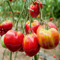 tomates en été producteur les saveurs de Gâtine