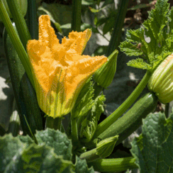 Courgettes au printemps producteur les saveurs de Gâtine