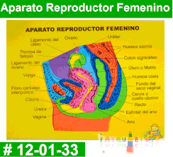 Aparato Reproductor Femenino Rompe Cabezas Foamy Intquietoys