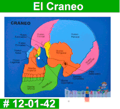 El Craneo Rompe Cabezas Foamy Intquietoys