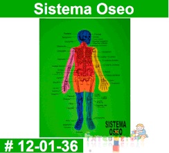 Sistema Oseo Rompe Cabezas Foamy Intquietoys