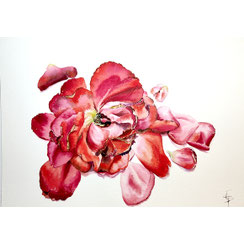 rose rouge éclatée-aquarelle-Joëlle Poret