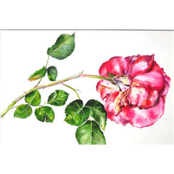rose couchée Joëlle Poret-aquarelle