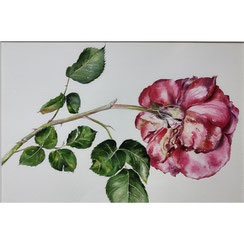 aquarelle rose couchée Joëlle Poret