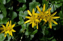 Scharbockskraut (Foto: E. Pfeuffer, LBV-Bildarchiv)