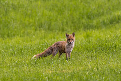 Fuchs (Foto: A. Hartl, LBV-Bildarchiv)