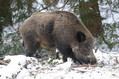 Wildschwein (Foto: D. Hopf, LBV-Bildarchiv)