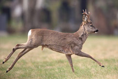 Rehbock (Foto: S. Masur, LBV-Bildarchiv)