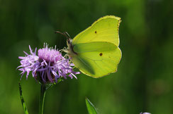 Zitronenfalter (Foto: E. Pfeuffer, LBV-Bildarchiv)