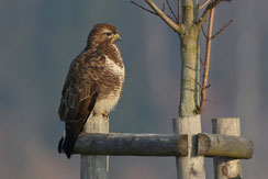 Mäusebussard mit weißem Brustband (Foto: H. Henderkes, LBV-Bildarchiv)