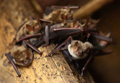 Fledermäuse am Balken