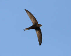 Typisches Flugbild des Mauerseglers mit sichelförmigen Flügeln (Foto: Z. Tunka, LBV-Bildarchiv)