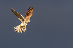 Rüttelnder Turmfalke (Weibchen) (Foto: G. Zieger, LBV-Bildarchiv)