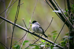 Mönchsgrasmücke (© D. Ullmann)