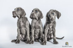 Drei Weimaranerwelpen sitzend von weißen Hintergrund