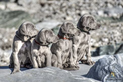 Vier Weimaranerwelpen auf Stein sitzend