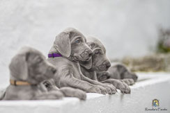 Weimaranerwelpen in weißen Becken 