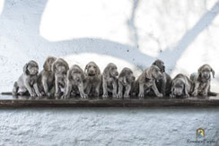 Elf Weimaranerwelpen auf Bank sitzend