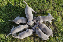 Sieben Weimaraner fressend