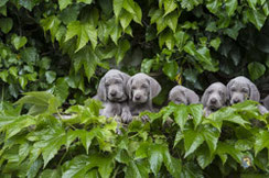 Fünf Weimaranerwelpen im Grünen