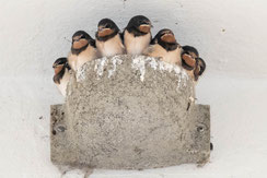 Seltener Bruterfolg: Sieben in einem Nest 