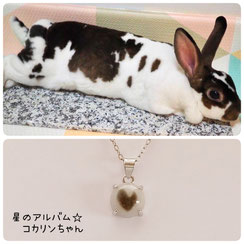 ミニレッキスのコカリンちゃんの画像とペット遺骨ペンダント 星のお守りＳＶ９２５ロジウムシルバーペンダント8mmの画像