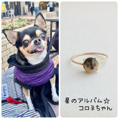 チワワのコロネちゃんの画像とペット遺骨アクセサリー　星のお守りK10ゴールドリング６mmの画像