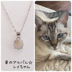 シャム猫ミックスのレイちゃんの画像とペット遺骨ペンダント星のお守りSV925ロジウムシルバーペンダント6mmの画像