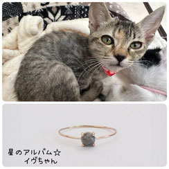 猫のイヴちゃんの画像と星のお守りK10ゴールドリングの画像