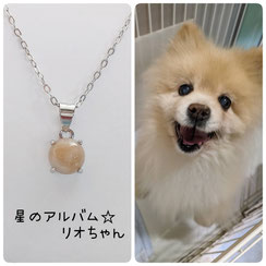 ポメラニアンのリオちゃんの画像とペット遺骨アクセサリー　星のお守りsv925ロジウムシルバーペンダント６mmの画像