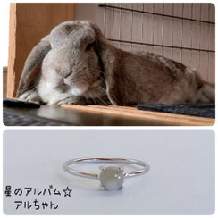 うさぎ　ドワーフロップのアルちゃんの画像とペット遺骨アクセサリー 星のお守りSV925ロジウムシルバーリング4mmの画像