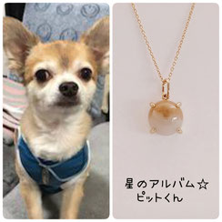チワワのピットちゃんの画像とペット遺骨アクセサリー星のお守りK10ゴールドペンダント８ｍｍの画像