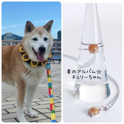 柴犬のチェリーちゃんの画像とペット遺骨アクセサリー 星のお守りSV925ロジウムシルバーリング６mm、星のお守りSV925ロジウムシルバーペンダント６mmの画像