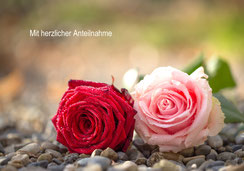Trauerkarte Rote Rose, Trauerkarte Rose, Trauerkarte Rosen, Rosen mit Tautropfen, Rosen mit Regentropfen