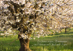 Kommunionkarte, Glückwunsch Kommunion, Erstkommunion, Kirschbaum, Kirschblüten,  Karte zur Kommunion