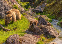 Glückwunschkarten, Geburtstagskarten, Fotokarten, Schweiz bestellen, A5, Bären, Bärenkinder, Bärenbaby, Goldau, Tierpark, Tierpark Goldau