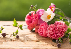 Glückwunschkarten, Geburtstagskarten, Fotokarten, Schweiz bestellen, A5, Rosen, neutrale Karten